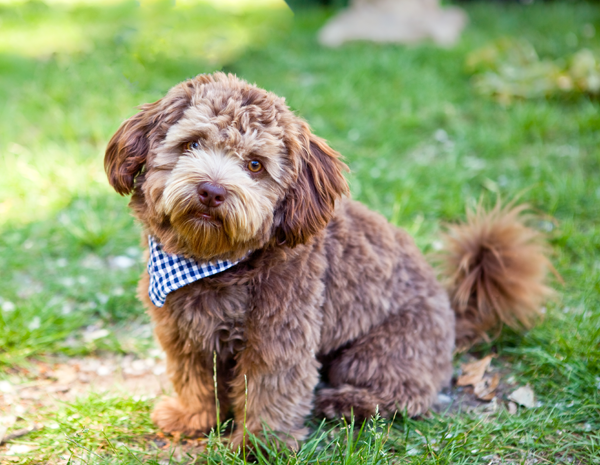 dog with bandana