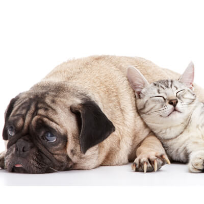 About Family Veterinary Clinic in Crofton & Gambrills, MD