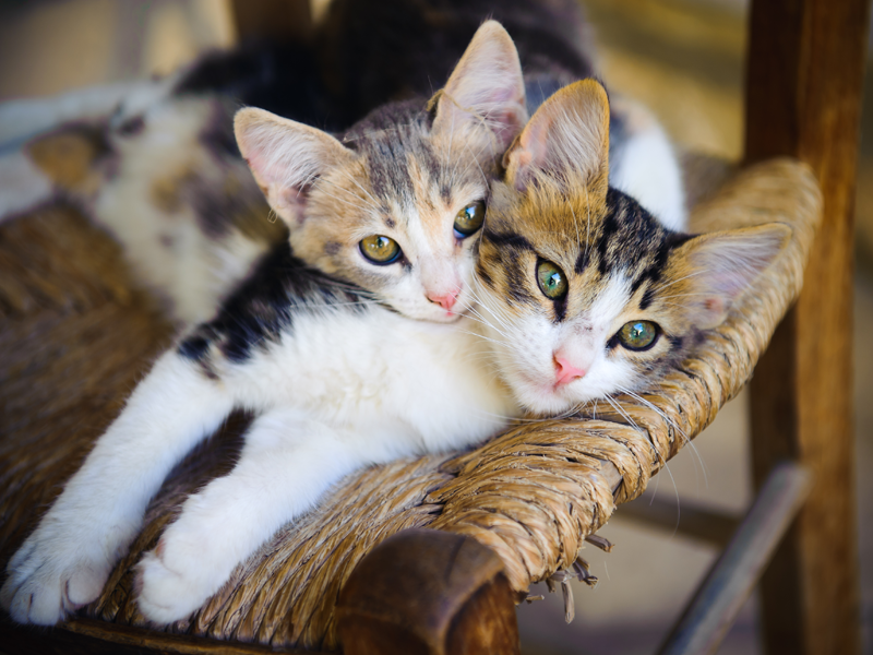 kittens in chair