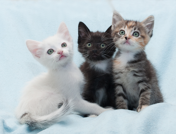 Kitten Care - Family Veterinary Clinic - Crofton & Gambrills MD