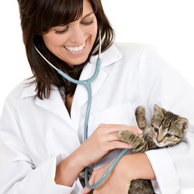 Kitten Care - Family Veterinary Clinic - Crofton & Gambrills MD