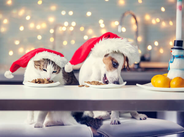 pets in holiday hats pets in holiday hats