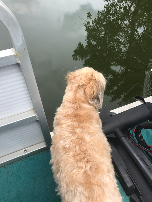 dog on boat