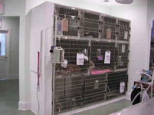 Heated Recovery - Family Veterinary Clinic - Crofton & Gambrills, MD