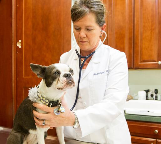 Dog Care - Family Veterinary Clinic - Crofton & Gambrills MD